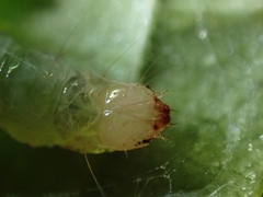 Haritalodes