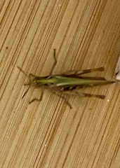 Chorthippus brunneus