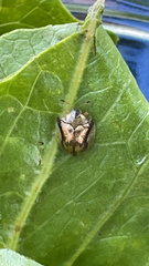 Deloyala guttata