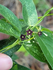 Vincetoxicum nigrum