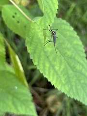 Toxorhynchites rutilus