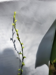 Persicaria virginiana