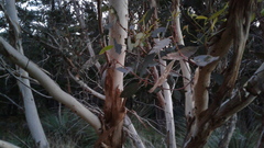Eucalyptus fasciculosa