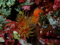 Tubastraea coccinea