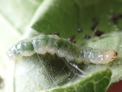 Haritalodes