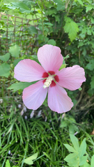 Hibiscus syriacus