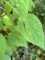 Toxorhynchites rutilus