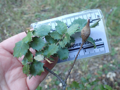 Heteroecus pacificus