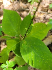 Persicaria virginiana