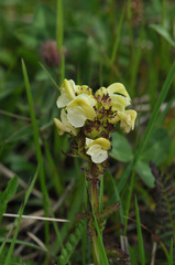 Pedicularis tuberosa
