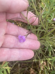 Agalinis tenuifolia