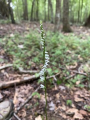 Spiranthes lacera