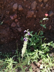 Salvia subincisa