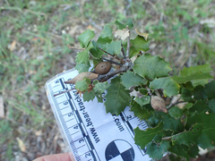 Heteroecus pacificus