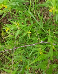Melampyrum sylvaticum
