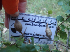 Heteroecus pacificus