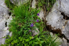 Oxytropis montana