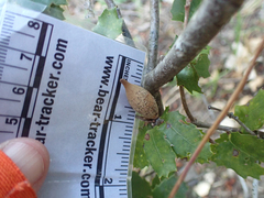 Heteroecus pacificus