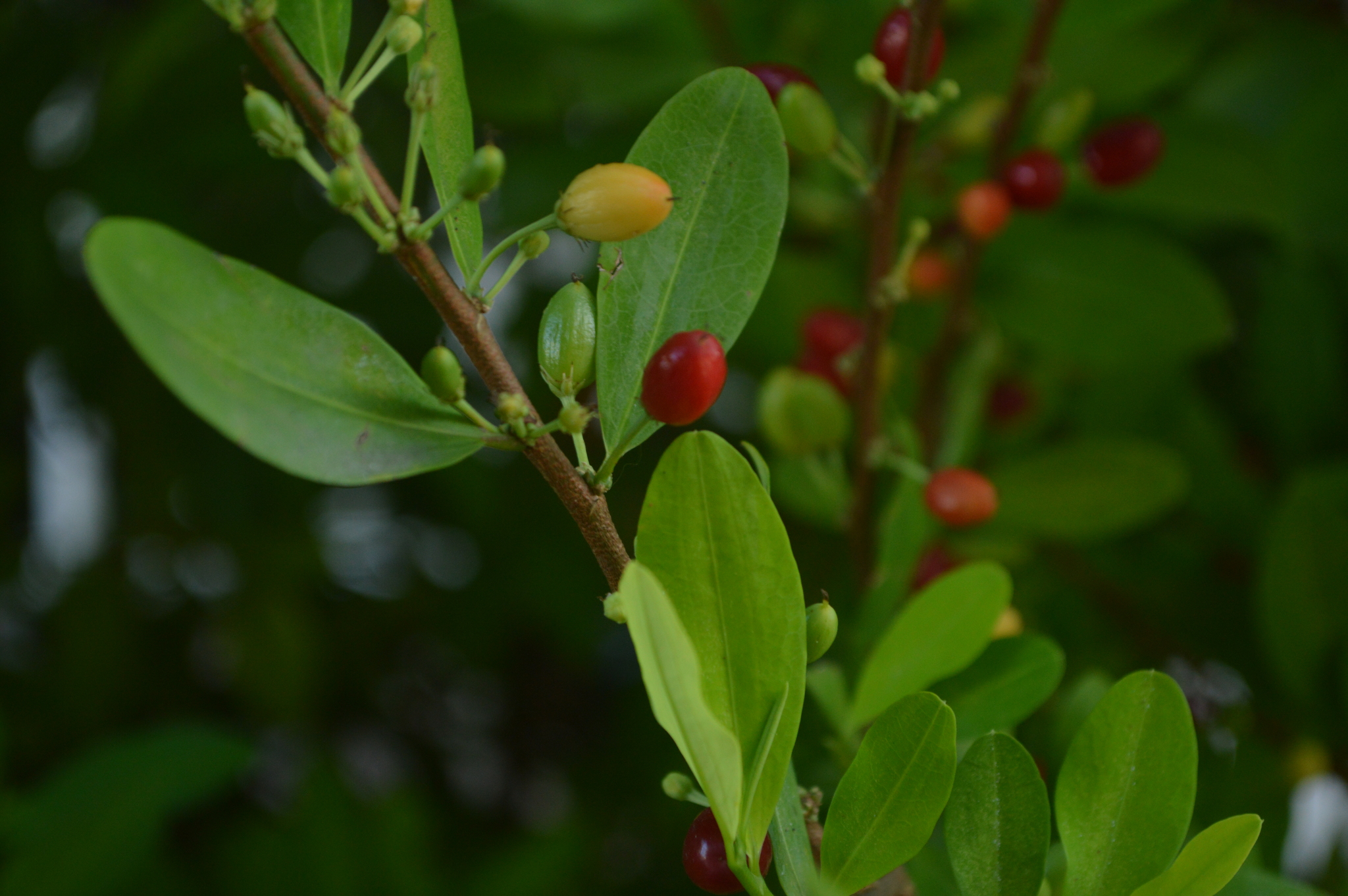 Erythroxylum coca var. coca
