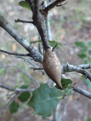 Heteroecus pacificus