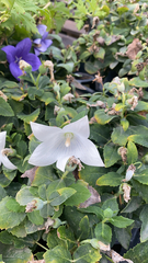 Platycodon grandiflorus