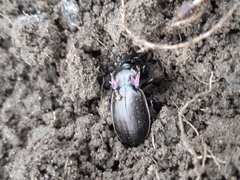 Carabus nemoralis