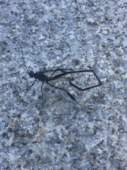 Pelecinus polyturator