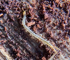 Scolopendromorpha