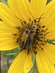 Chauliognathus pensylvanicus