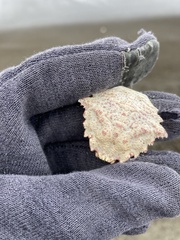 Telmessus cheiragonus