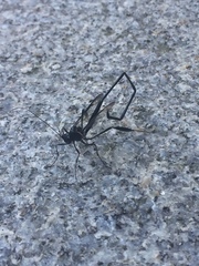 Pelecinus polyturator