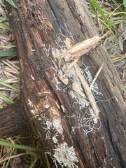 Reticulitermes flavipes