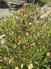 Aster hispidus