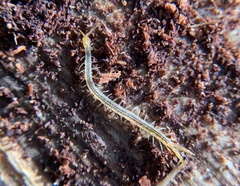 Scolopendromorpha
