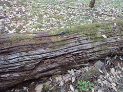 Urocyon cinereoargenteus