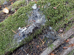 Urocyon cinereoargenteus