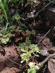 Portulaca oleracea