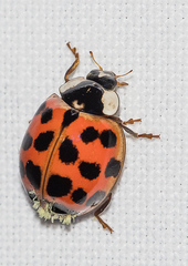 Harmonia axyridis
