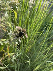 Xylocopa virginica
