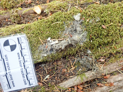 Urocyon cinereoargenteus