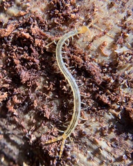 Scolopendromorpha