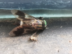 Tabanidae