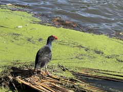 Porphyrio melanotus
