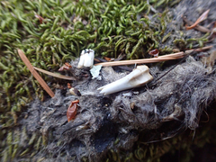 Urocyon cinereoargenteus