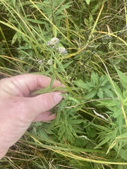 Pycnanthemum
