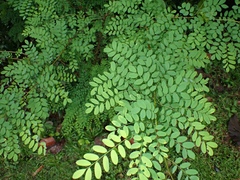 Adenanthera