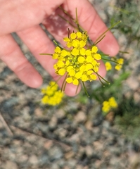 Sisymbrium loeselii
