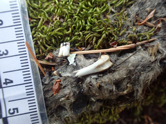 Urocyon cinereoargenteus