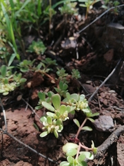 Portulaca oleracea
