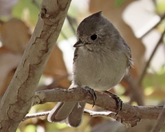Baeolophus inornatus